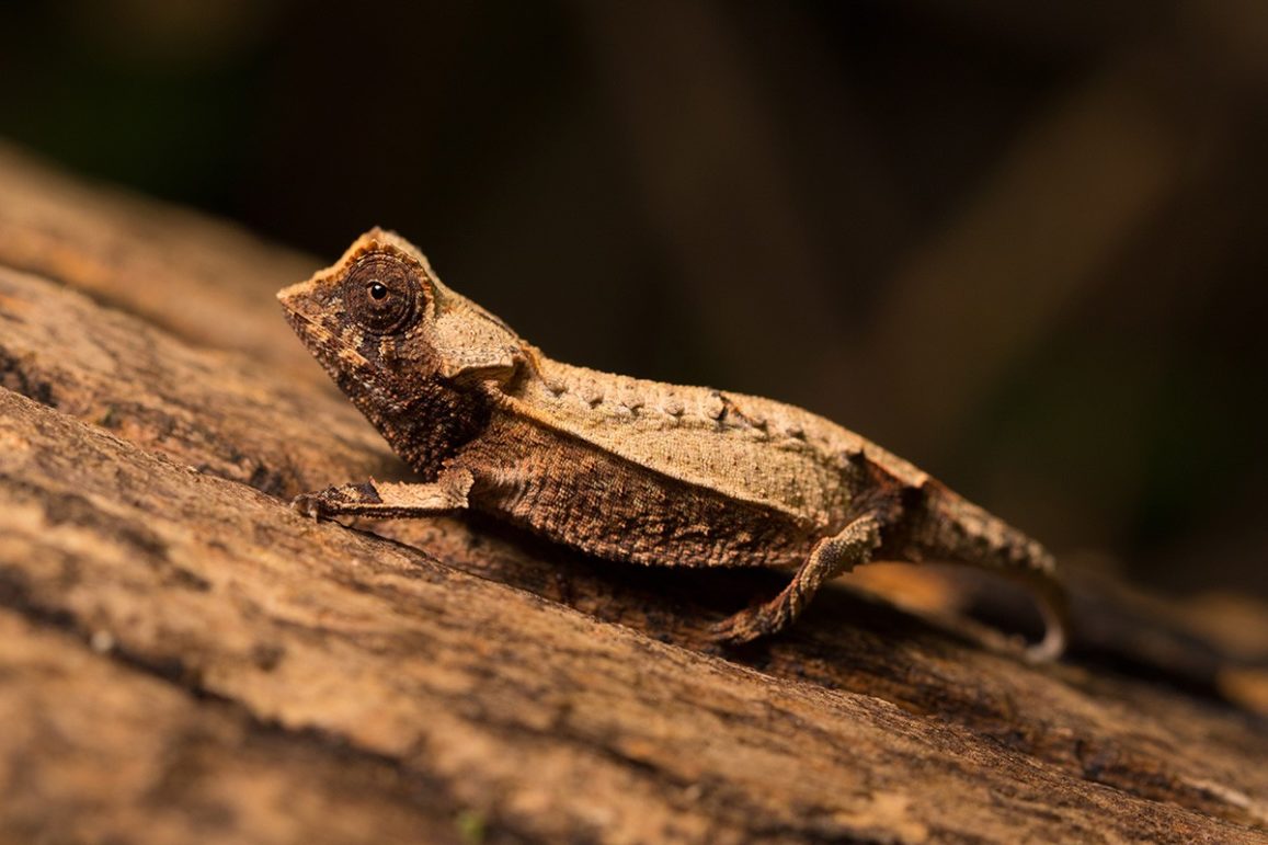 Brookesia decaryi – Madcham.de