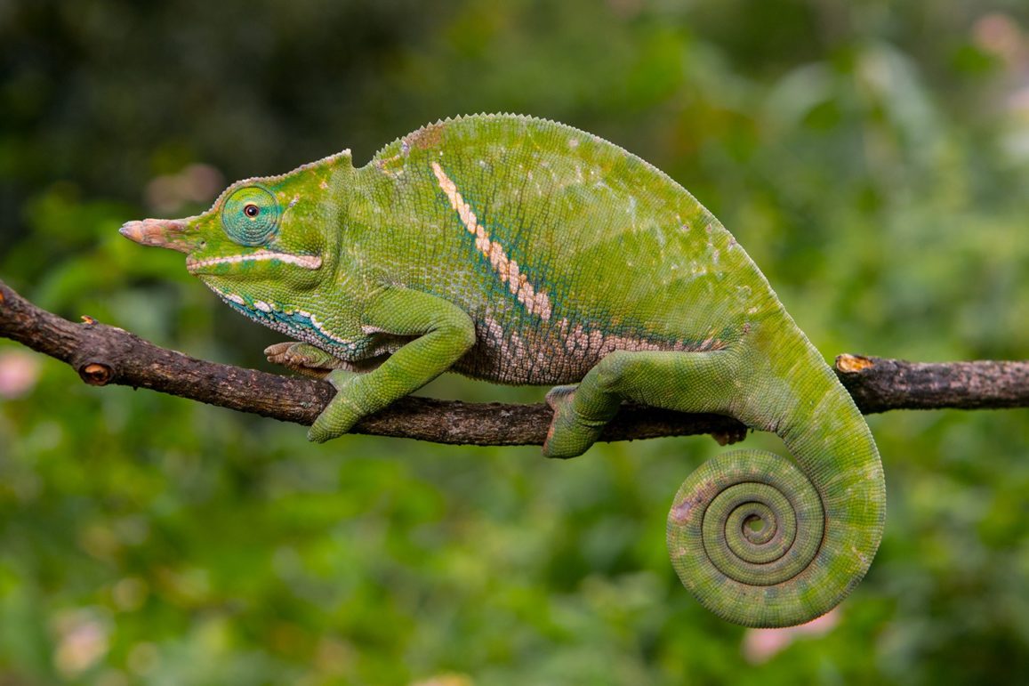 Furcifer verrucosus – Madcham.de