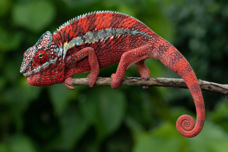 Chameleon predators – Madcham.de