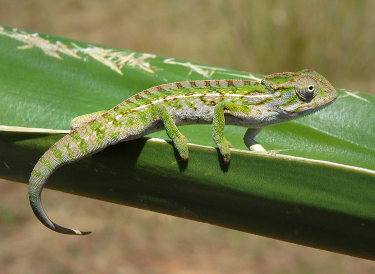 Furcifer viridis – Madcham.de