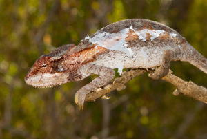 Häutung Furcifer verrucosus in Ifaty