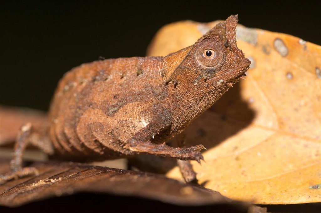 Brookesia superciliaris – Madcham.de