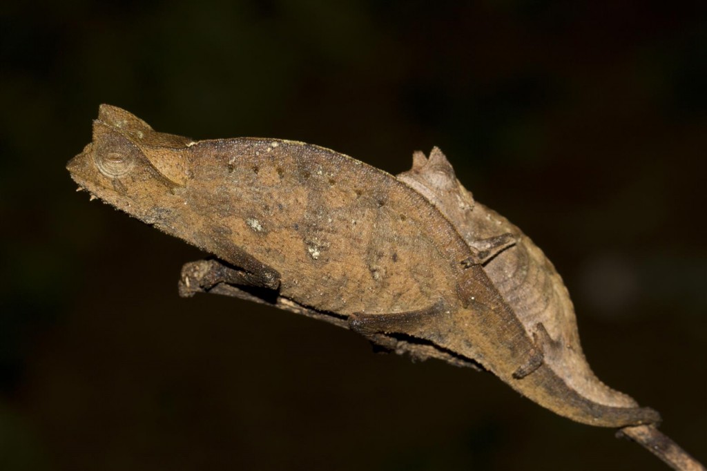 Brookesia superciliaris – Madcham.de