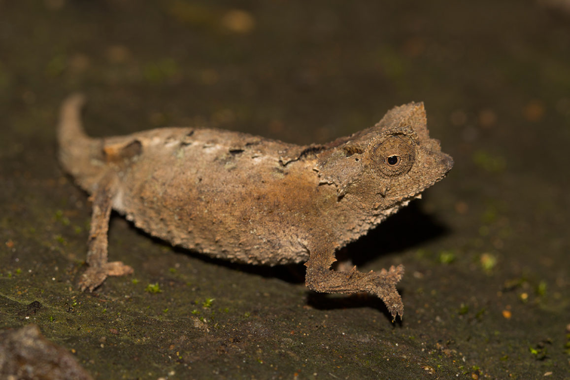 Brookesia micra – Madcham.de