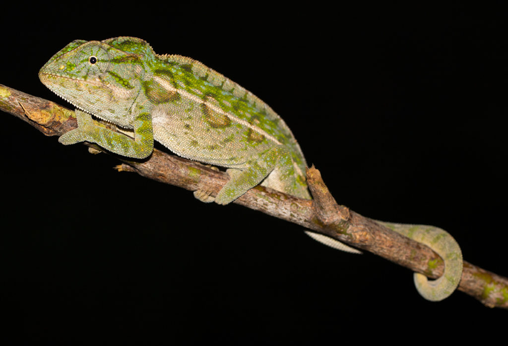 Furcifer lateralis – Madcham.de