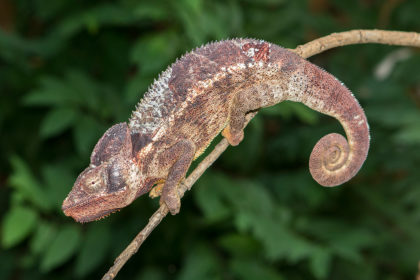 Furcifer oustaleti – Madcham.de