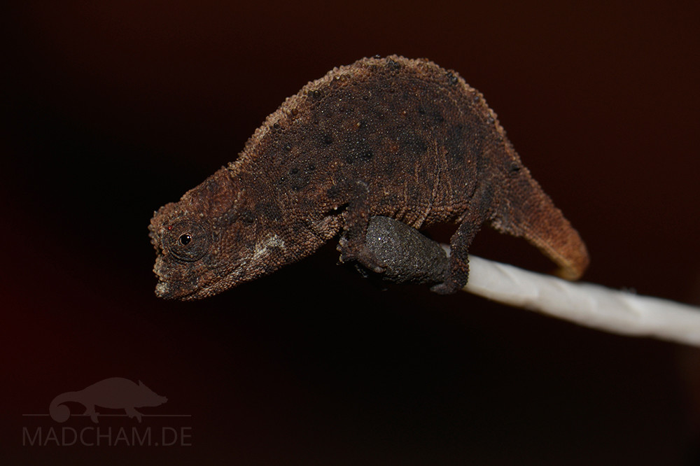 Brookesia micra – Madcham.de