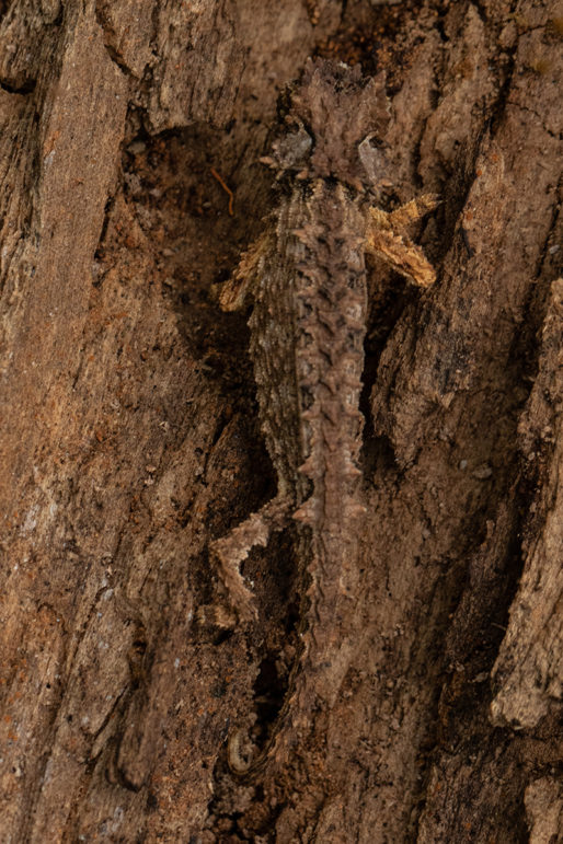 Brookesia ebenaui – Madcham.de